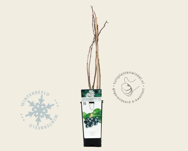 Aronia prunifolia 'Viking'