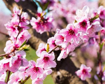 Prunus nucipersica 'Flavortop' - halfstam