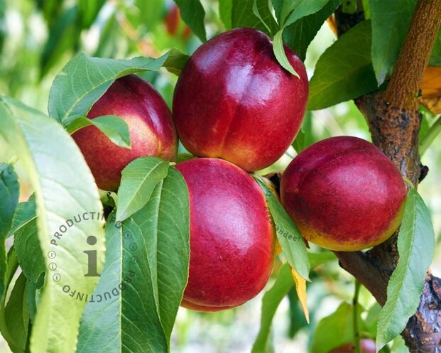 Prunus nucipersica 'Flavortop' - halfstam