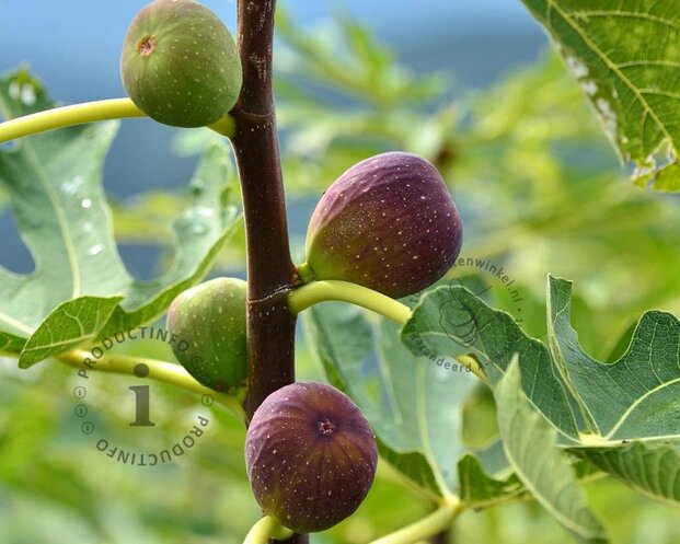 Ficus carica 'Del Portogallo'
