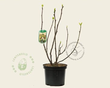 Ficus carica 'Del Portogallo'
