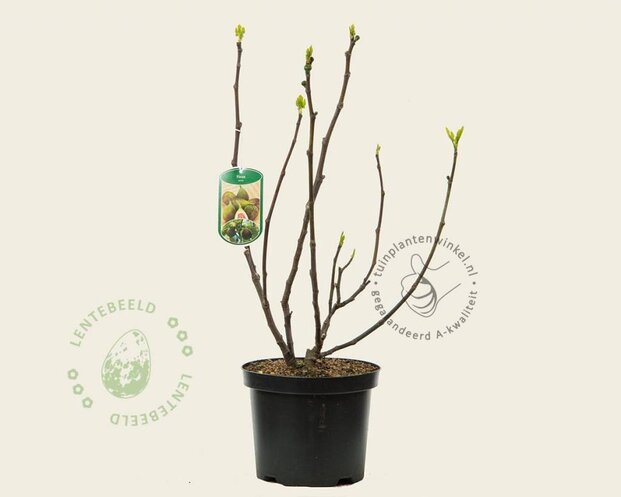 Ficus carica 'Del Portogallo'