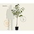 Prunus avium 'Stella' - laagstam