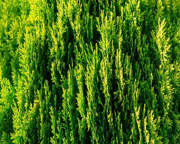 Thuja occidentalis 'Aurea Nana' - in pot - XL