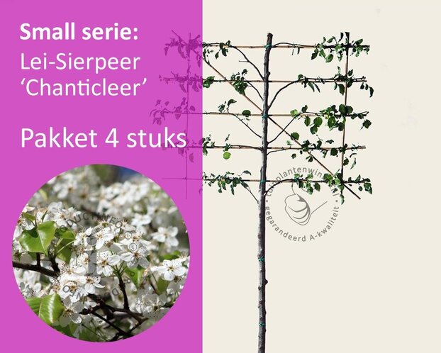 Lei-Sierpeer 'Chanticleer' - Small - pakket 4 stuks + EXTRA'S!