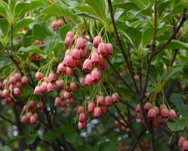 Enkianthus campanulatus - XL