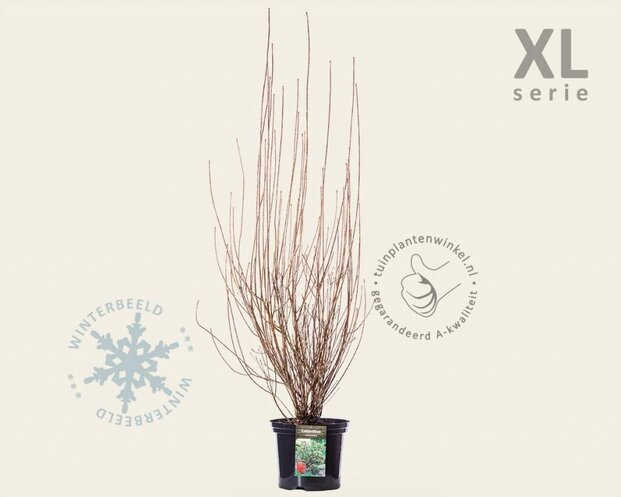 Enkianthus campanulatus - XL