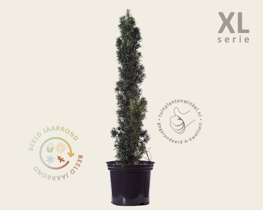 Taxus baccata 'Fastigiata' 80/100 - in pot - XL