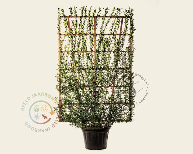 Euonymus japonicus - In rek 130x200 cm