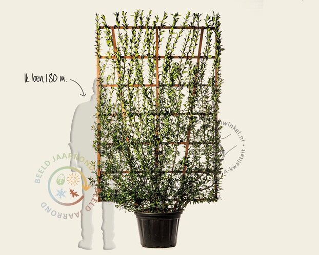 Euonymus japonicus - In rek 130x200 cm
