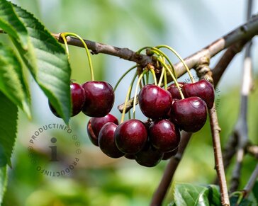 Prunus avium 'Stella' - mini