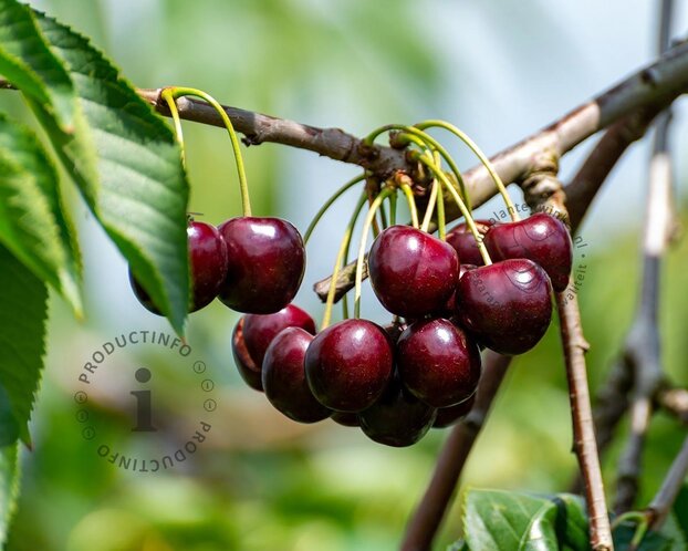 Prunus avium 'Stella' - mini
