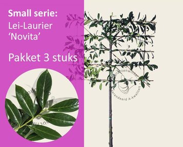 Lei-Laurier 'Novita' - Small - pakket 3 stuks + EXTRA'S! image