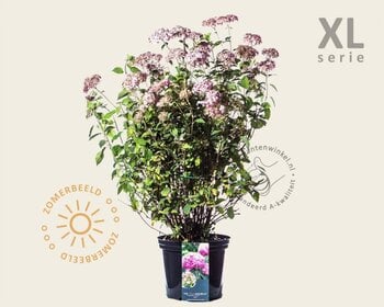 Hydrangea arborescens 'Invincibelle' - XL