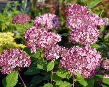 Hydrangea arborescens 'Invincibelle' - XL