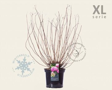 Hydrangea arborescens 'Invincibelle' - XL
