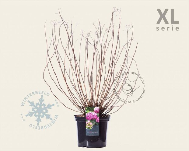 Hydrangea arborescens 'Invincibelle' - XL