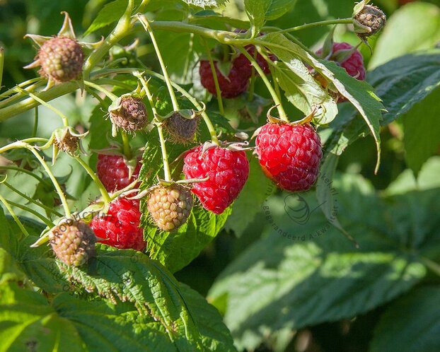 Rubus idaeus 'Tulameen'