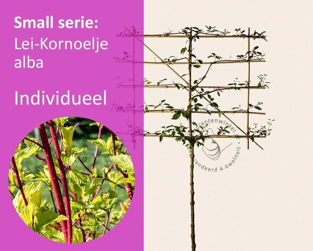 Lei-Kornoelje alba - Small - individueel geen extra's