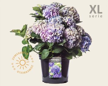 Hydrangea macrophylla 'Blauw' - XL