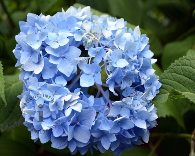 Hydrangea macrophylla 'Blauw' - XL