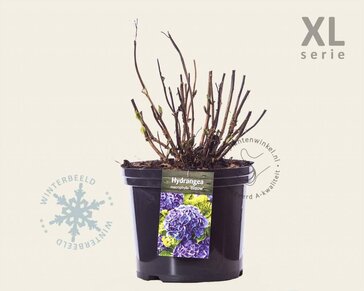Hydrangea macrophylla 'Blauw' - XL