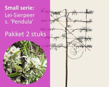 Lei-Sierpeer salicifolia 'Pendula' - Small - pakket 2 stuks + EXTRA'S!