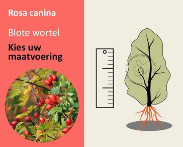 Rosa canina - blote wortel