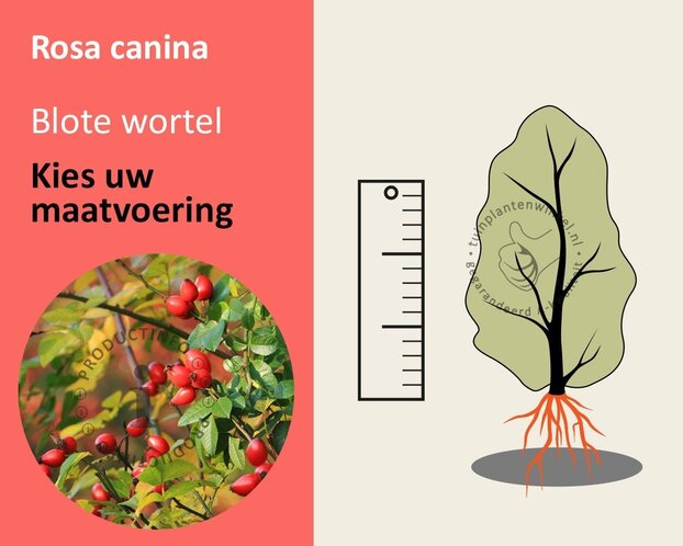 Rosa canina - blote wortel