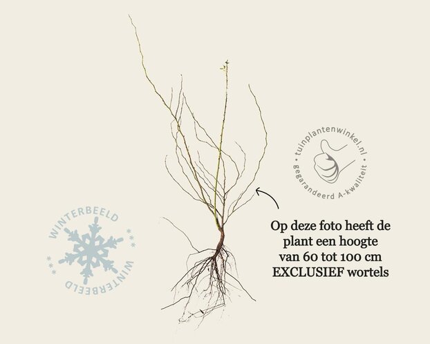 Rosa canina - blote wortel