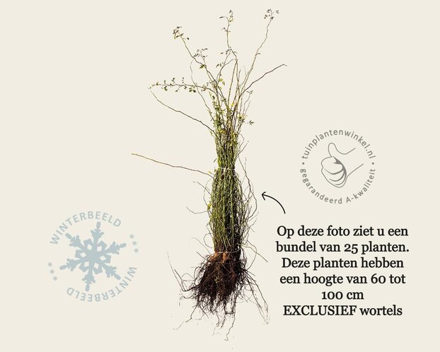 Rosa canina - blote wortel