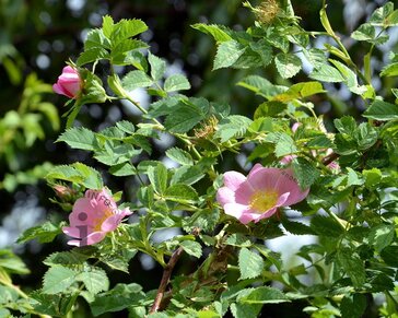 Rosa canina - blote wortel