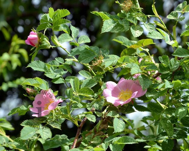 Rosa canina - blote wortel