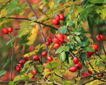 Rosa canina - blote wortel