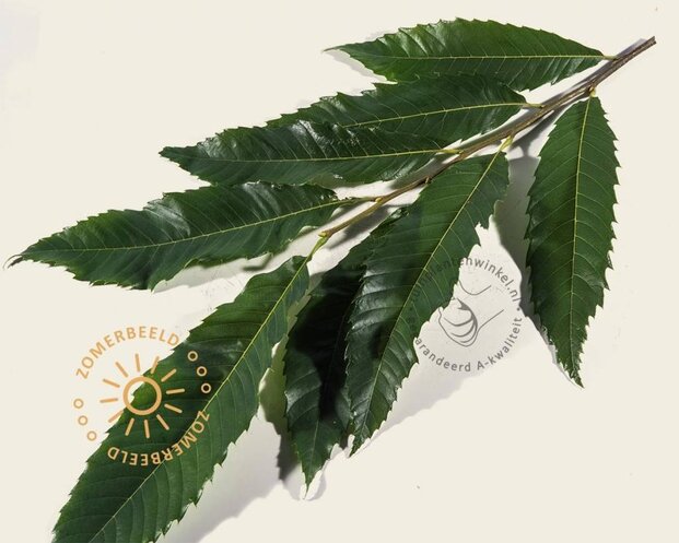 Castanea sativa