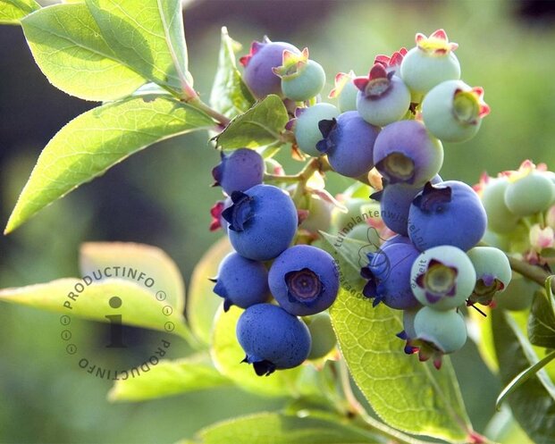 Vaccinium corymbosum 'Bluetta'