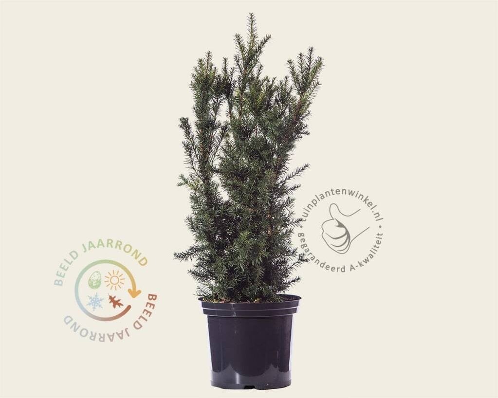 Taxus media 'Hicksii' 80/90 - in pot