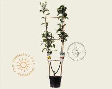 Malus DUO 'Jonagold' & 'Golden Delicious'