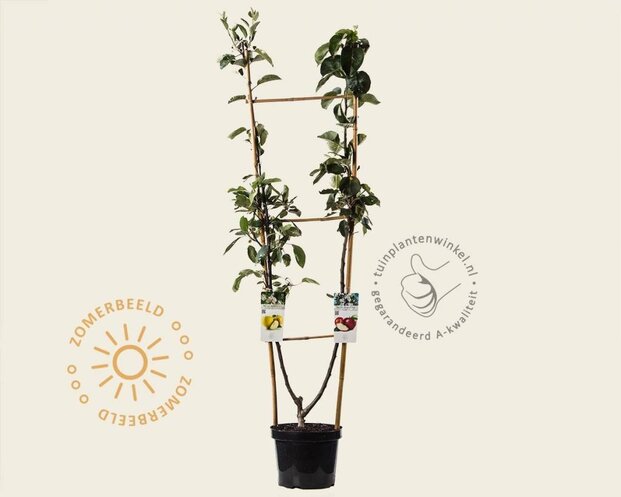 Malus DUO 'Jonagold' & 'Golden Delicious'