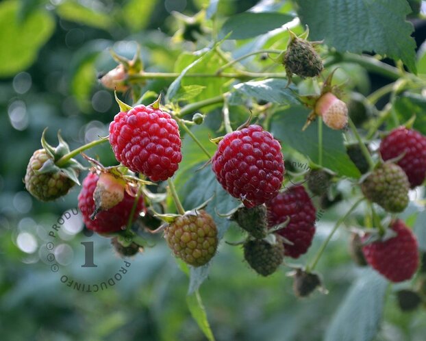 Rubus idaeus 'Schönemann'