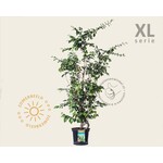 XL
