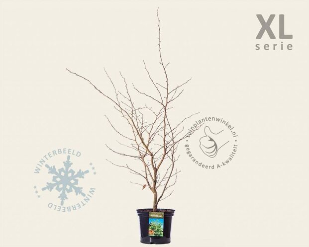 Parrotia persica - XL