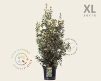 Osmanthus heterophyllus - XL