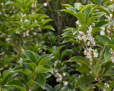 Osmanthus heterophyllus - XL