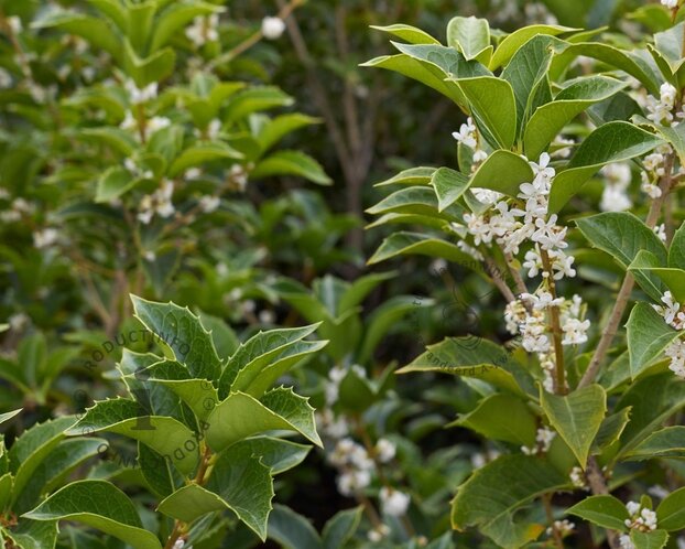 Osmanthus heterophyllus - XL