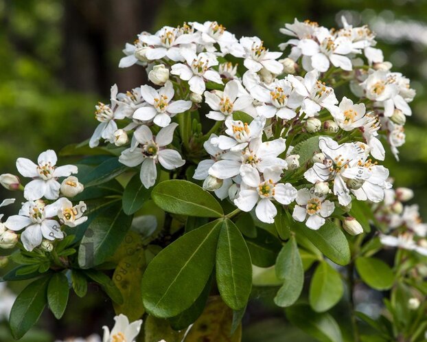Choisya ternata - XL