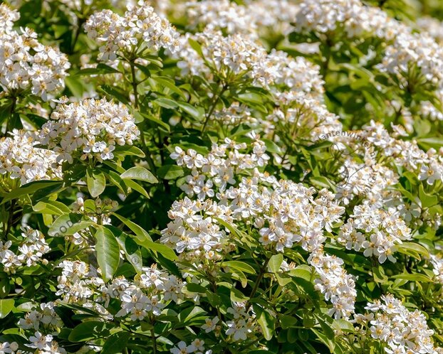 Choisya ternata - XL