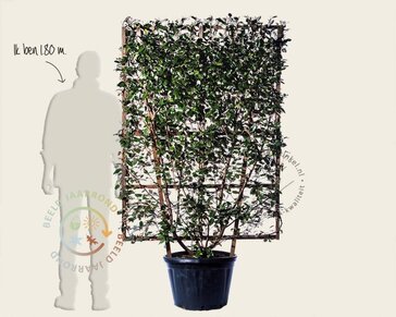 Elaeagnus ebbingei - In rek 110x160 cm