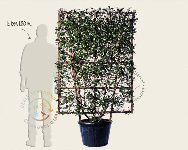 Elaeagnus ebbingei - In rek 110x160 cm