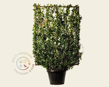 Euonymus japonicus - In rek 110x160 cm